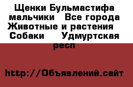 Щенки Бульмастифа мальчики - Все города Животные и растения » Собаки   . Удмуртская респ.